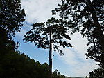 香山一树
