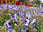 鲜花花