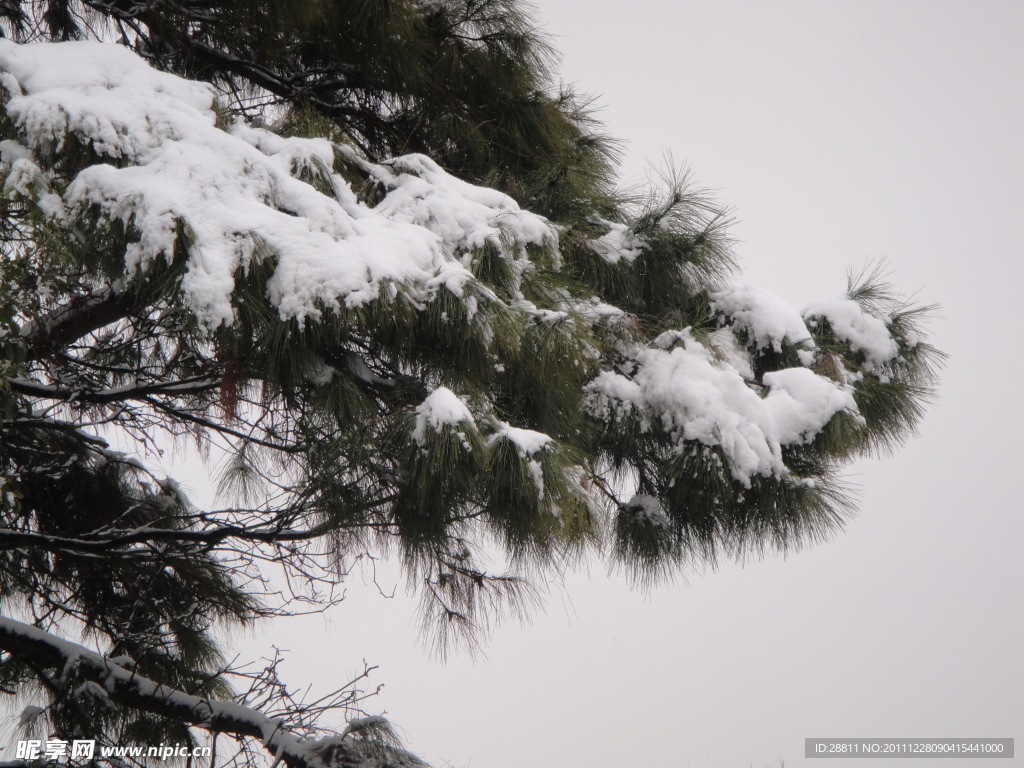 雪中松