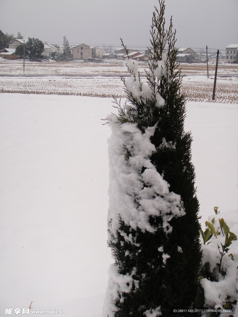 雪中树