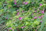 花草