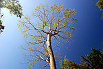 柬甫寨风景树木