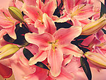 百合花
