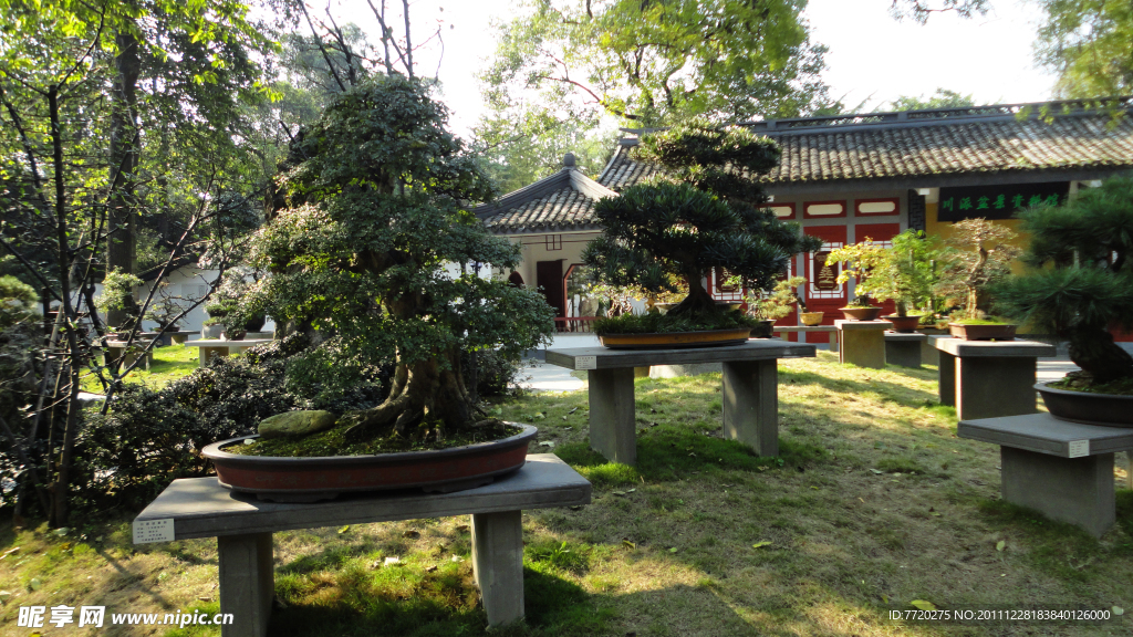 川派盆景
