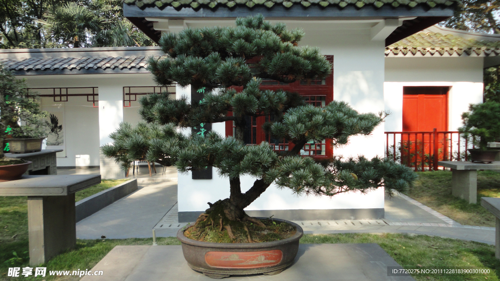 川派盆景