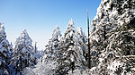 雪松林