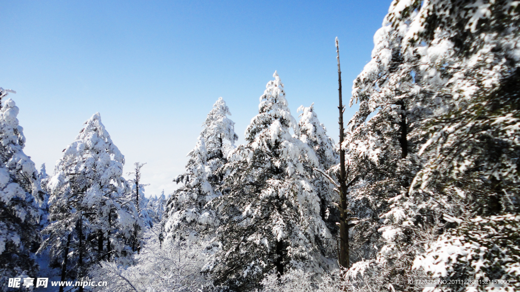 雪松林