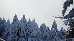 雪松林