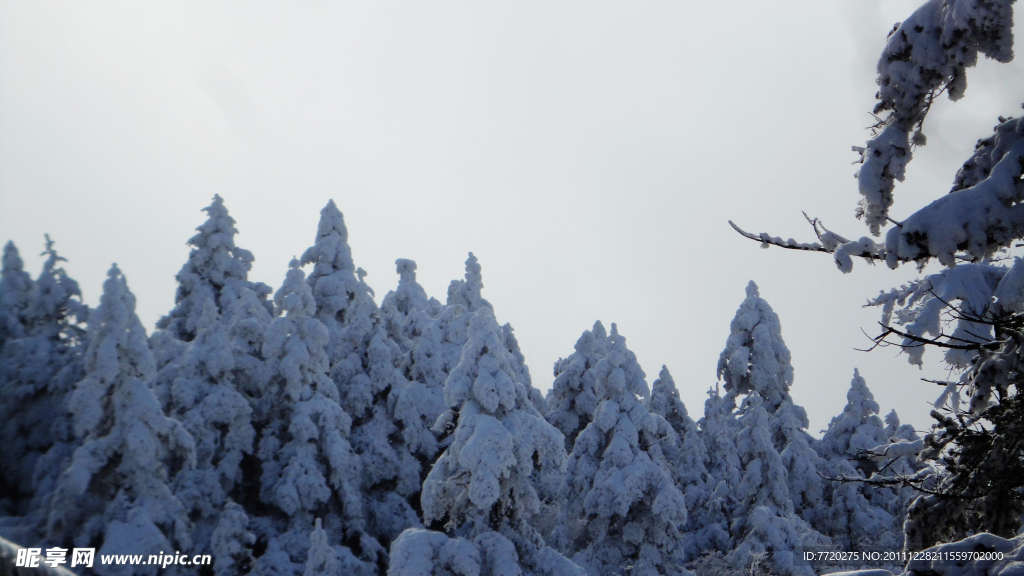 雪松林