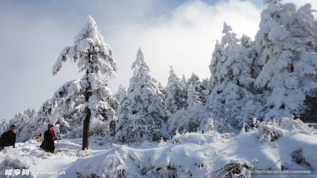 雪松林