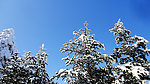 雪松