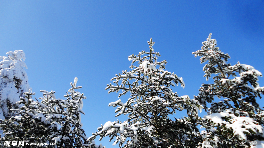 雪松