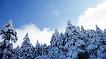 雪松林