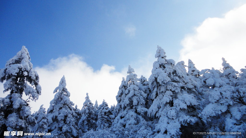 雪松林