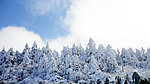 雪松林