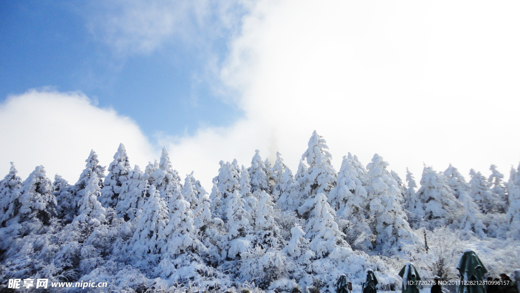 雪松林