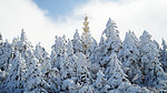 雪松林