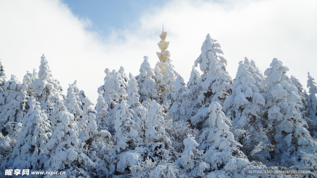 雪松林