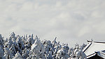 雪松林