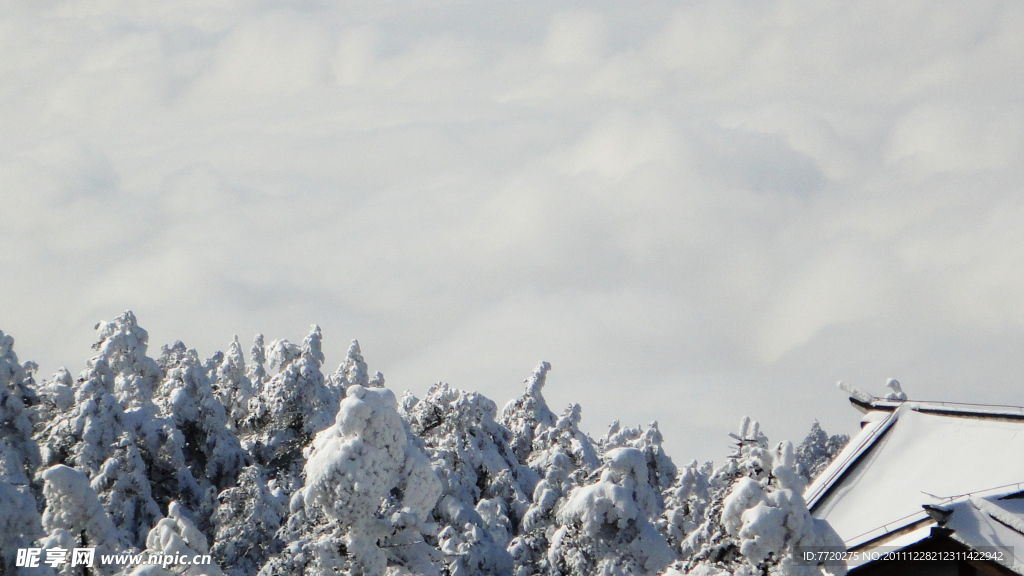 雪松林