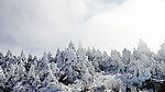 雪松林
