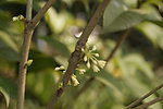 又闻桂花香 桂花