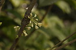 又闻桂花香