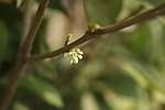 又闻桂花香