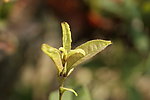 又闻桂花香 桂花