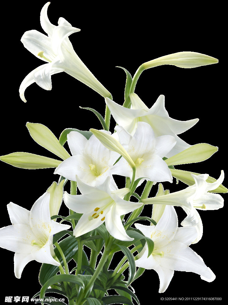 一束百合花