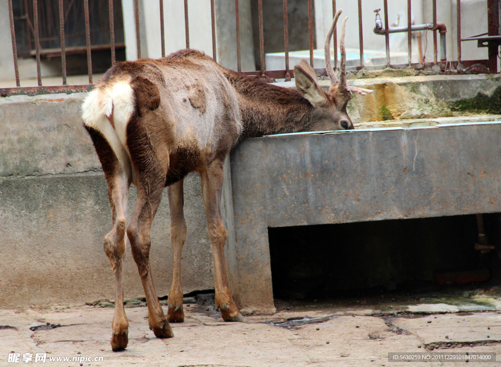 小鹿 白鹿 食草动物