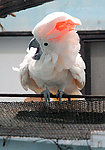 鹦鹉