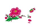 杜鹃花