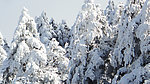 雪松林