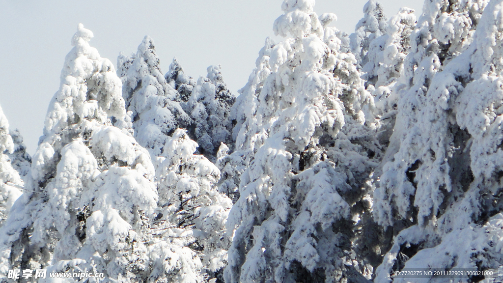 雪松林