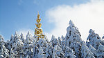 雪松林(非高清)
