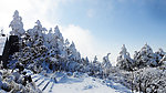雪松林