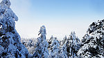 雪松林