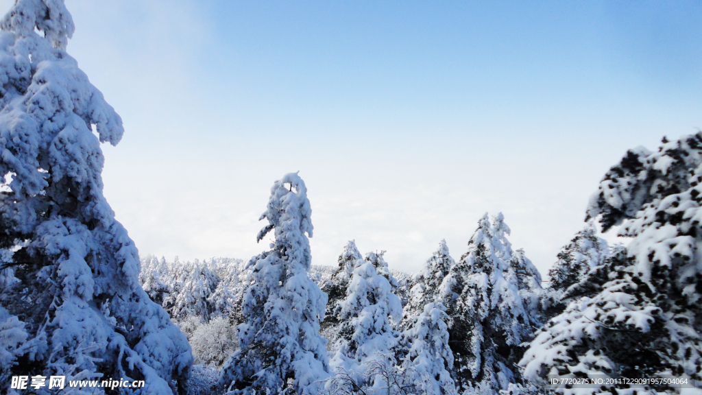 雪松林