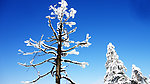 树上雪
