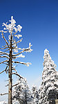 雪松