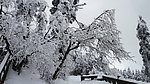 雪如锦