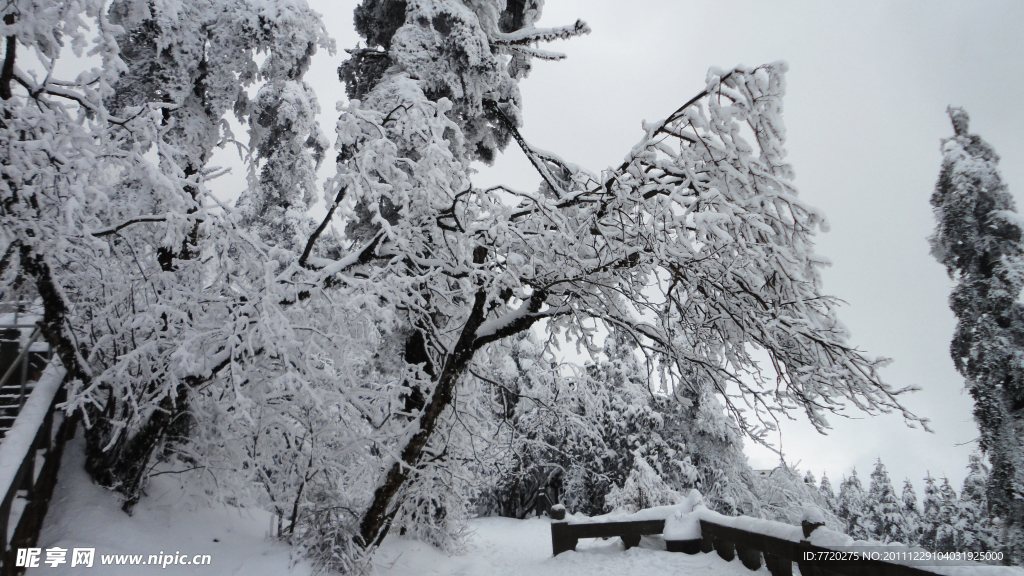 雪如锦