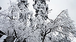 雪舞