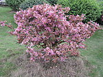 花树