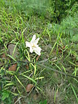 小白