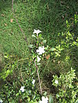 小白花