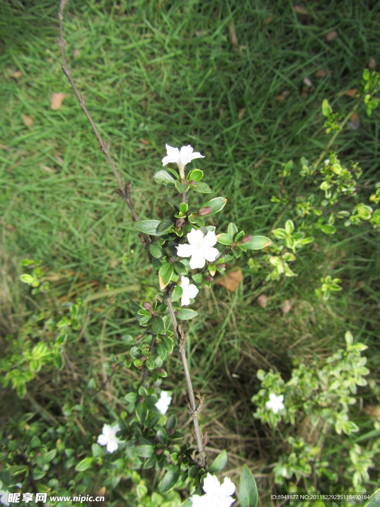 小白花