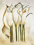 马蹄莲油画