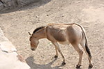 野马